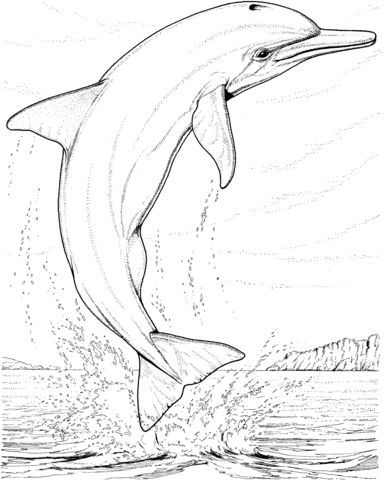 Dolphin Jump Coloring Page